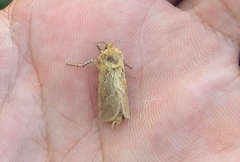 Triodia adriaticus