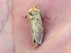 Triodia adriaticus