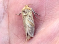 Triodia adriaticus