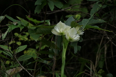 Pecteilis gigantea