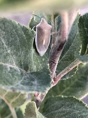 Brachynema