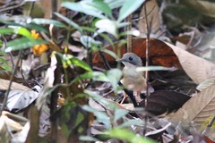 Pellorneum malaccense