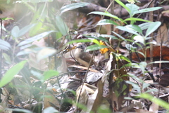 Pellorneum malaccense