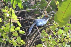 Phaenicophaeus sumatranus