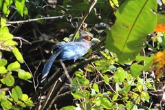 Phaenicophaeus sumatranus