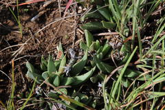 Bergeranthus katbergensis
