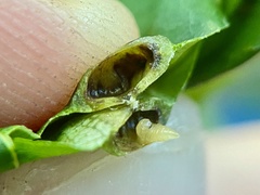 Phylloxera foveola