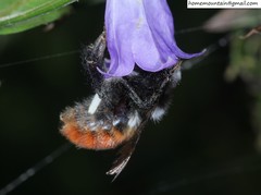 Bombus pyrosoma