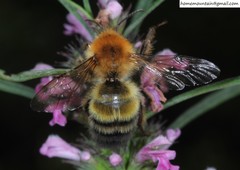 Bombus opulentus