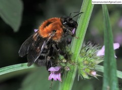 Bombus longipes