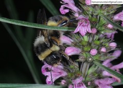 Bombus ganjsuensis