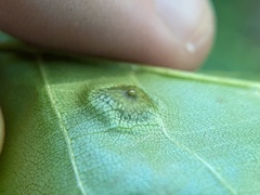 Phylloxera foveola