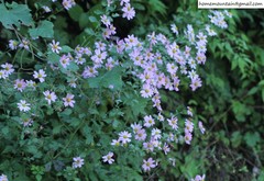 Chrysanthemum chanetii