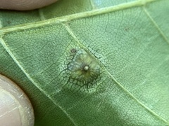 Phylloxera foveola