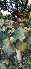 Tilia cordata