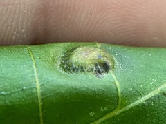 Phylloxera foveola