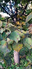 Tilia cordata