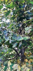 Tilia cordata