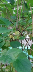 Philadelphus coronarius