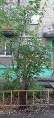 Philadelphus coronarius