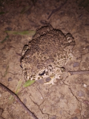 Anaxyrus compactilis