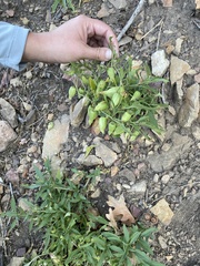 Physalis longifolia longifolia