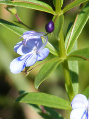 Rotheca