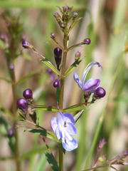 Rotheca