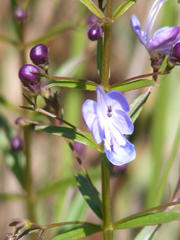 Rotheca