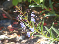 Rotheca