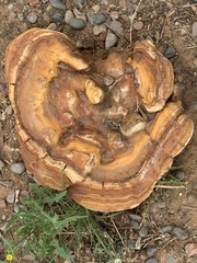 Ganoderma polychromum