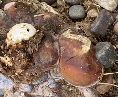 Ganoderma polychromum