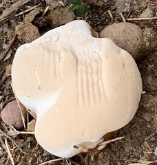 Ganoderma polychromum
