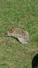 Sylvilagus floridanus