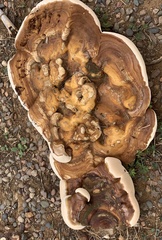 Ganoderma polychromum