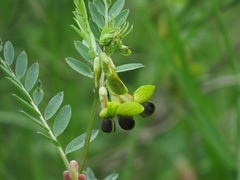 Vicia melanops