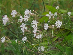 Silene italica