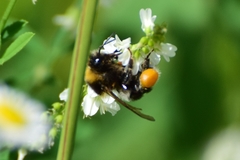 Bombus