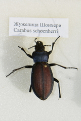 Carabus schoenherri