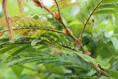 Albizia chinensis