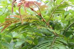 Albizia chinensis