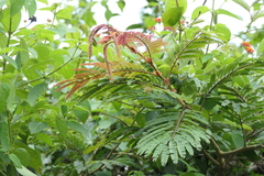 Albizia chinensis