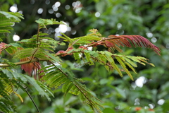 Albizia chinensis