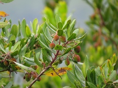 Arbutus unedo