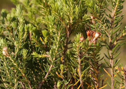 Amatola Heath (Erica amatolensis)