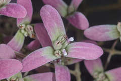 Congea tomentosa
