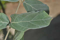 Congea tomentosa