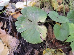 Ranunculus cassubicus