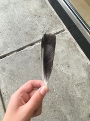 Columba livia domestica