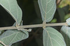 Congea tomentosa